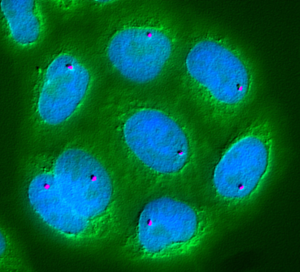 A cell under the microscope showing a gene “Pem” (purple) and its position in the DNA (blue)